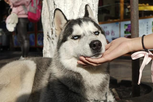 在狗狗心里你不配当主人时它会对你有这些行为