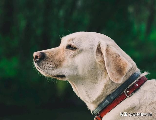 拉布拉多犬的优缺点对比