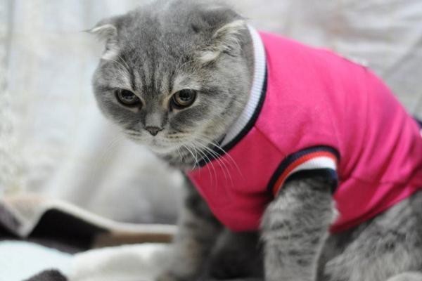 活蹦乱跳的猫咪穿衣服后竟变了废猫原来衣服真能点穴