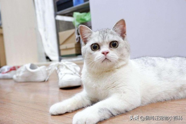 晚上睡觉把猫咪关笼子里好还是不关笼子好