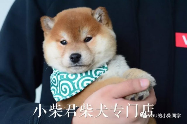 养柴犬的浪潮来了！柴犬究竟养得好吗？